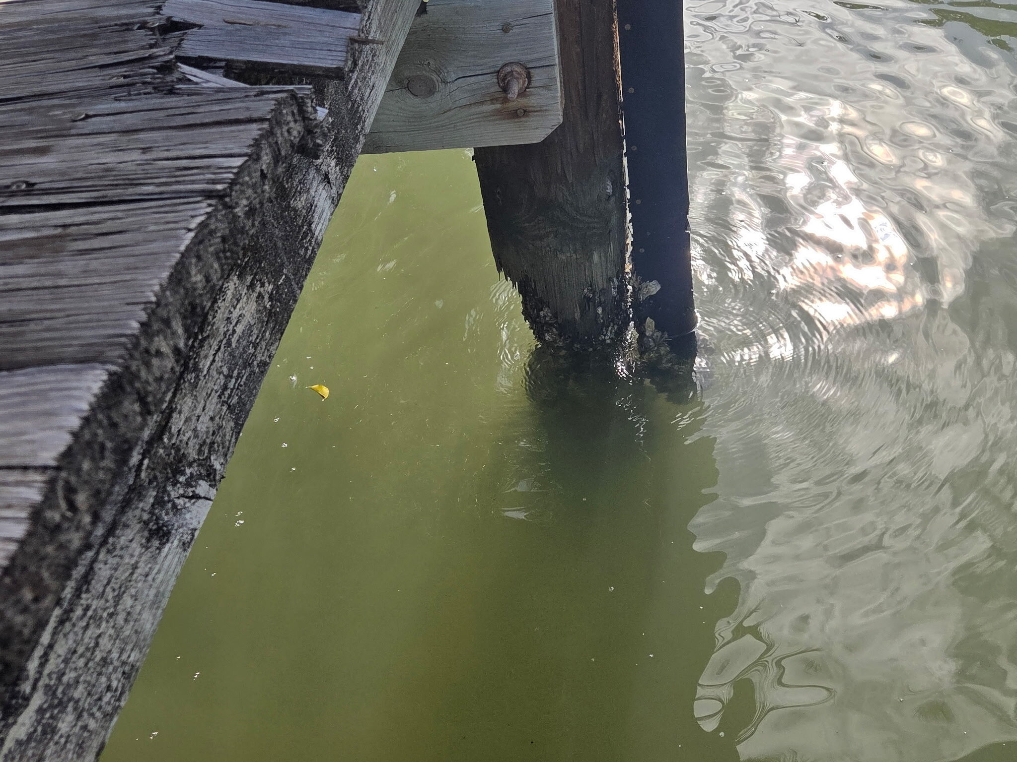 Toredo Worm Damage & Full Piling Wrap — photo 2